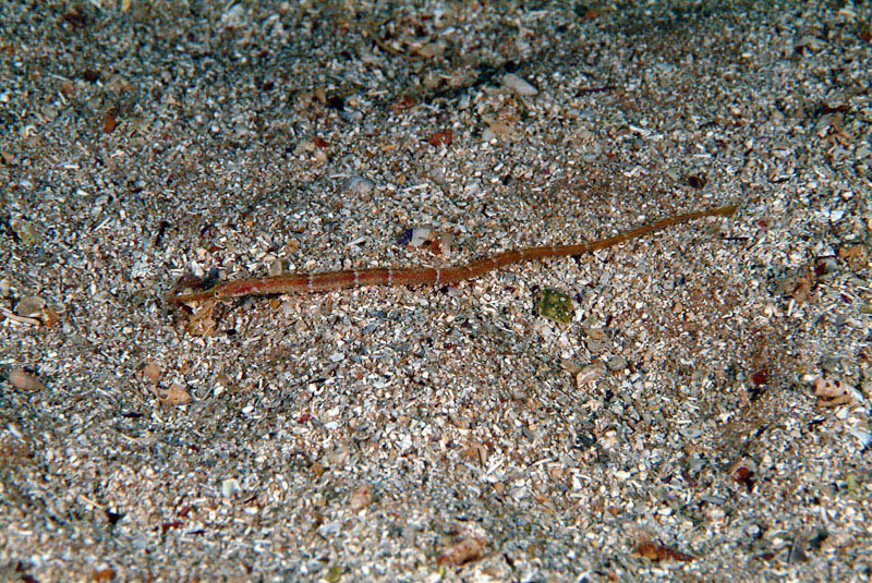 Syngnathus